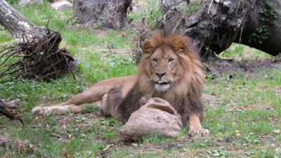 Seehund, Puma & Co.: Warm, wärmer, heiß (S07/E26)