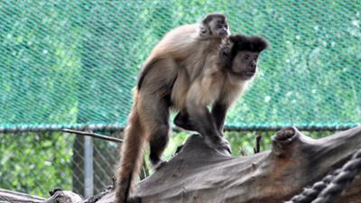 Seehund, Puma & Co.: Neues Baby bei den Kapuzineraffen (S07/E27)