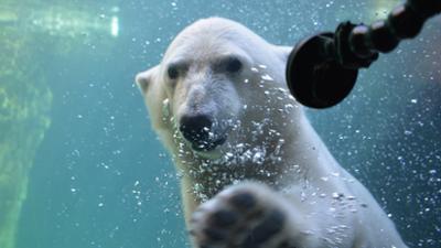 Seehund, Puma & Co.: Storch, Strolch und gestopfte Hose (S07/E29)