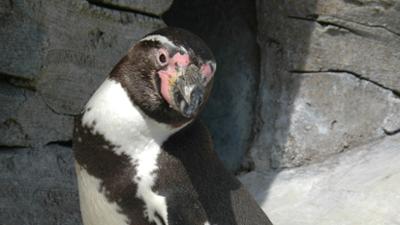 Seehund, Puma & Co.: Laufrad und Einweisung für den Neuen (S07/E08)