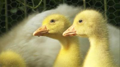 Seehund, Puma & Co.: Lauter Babys (S07/E12)