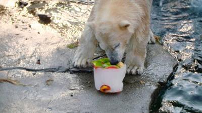 Seelöwe & Co. - tierisch beliebt: Eine Eisbärin wird verpackt (22)