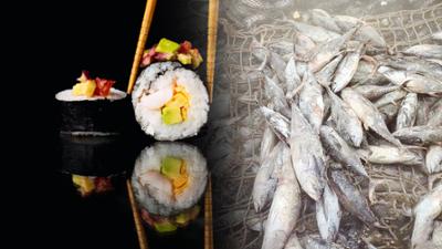 Sushi-Hunger: Lifestyle mit Schattenseiten