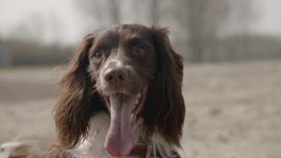 Tierdetektive: Spürhund Buster