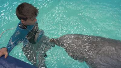 Tierdetektive: Delfine