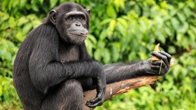 Tiere im Rausch: Happy Hour der Evolution (1)