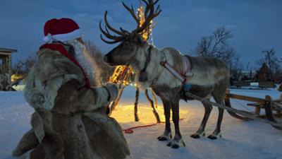 Tierische Weihnachten: Zwischen Tannenzweigen und Tierpfoten