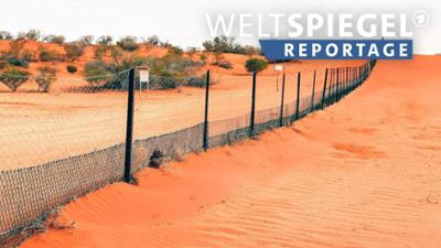 Weltspiegel: Reportage: Australien - Ein Zaun schützt Schafe vor Dingos
