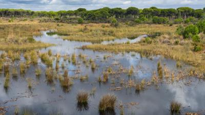 Weltspiegel: Spanien: Nationalpark trocknet aus