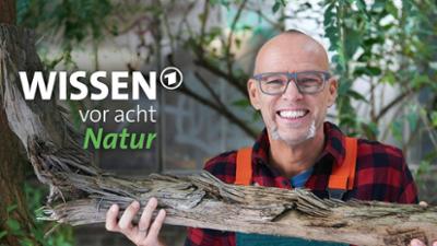 Wissen vor acht: Die Hasselhoff-Krabbe