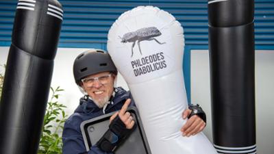 Wissen vor acht: Der stärkste Käfer der Welt