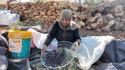 Angriffe bei Olivenernte: Siedler bedrohen Palästinenser