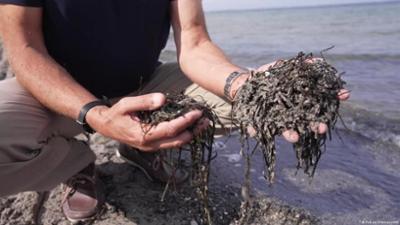 Baumaterial aus dem Meer: Seegras als Dämmstoff