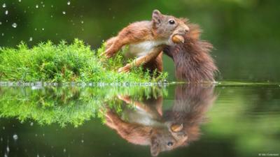 Belgien: Der Mann, der Eichhörnchen fotografiert Belgien: Der Mann, der Eichhörnchen fotografiert