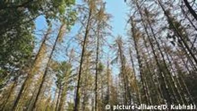 Belgien: Der Wald der Zukunft Belgien: Der Wald der Zukunft