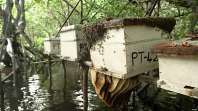 Bienen retten Kenias Mangroven