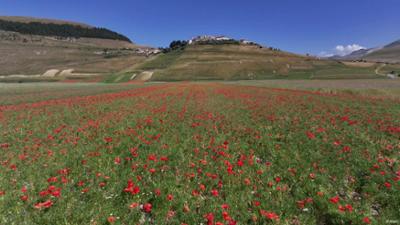 Blumenmeer in Italiens Erdbebenregion Castellucci Blumenmeer in Italiens Erdbebenregion Castellucci