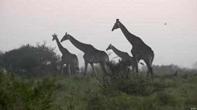 Der Kruger Nationalpark in Südafrika