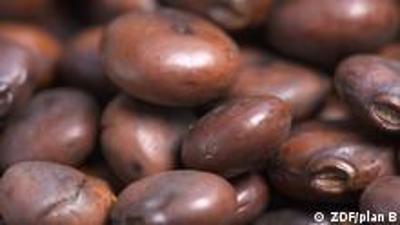 DokFilm: Kaffee olé! - Das Beste von der Bohne