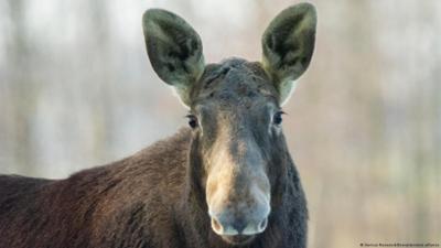 Elch-Streit in Polen