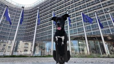 EU will Tierleid durch Welpenhandel stoppen