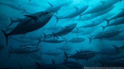 Forschende entwickeln Fisch-Alternative aus Meerespflanzen