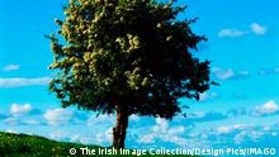 Frag doch! Schlafen Bäume?