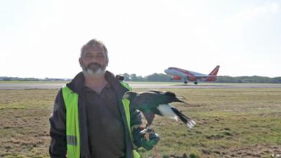 Frankreich schützt Flughäfen mit Hilfe von Raubvögeln