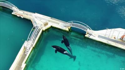 Frankreich: Wer rettet die Orcas?