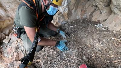 Geiernester als archäologische Schatzkammern