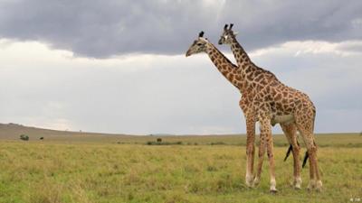 Gibt es Homosexualität im Tierreich?