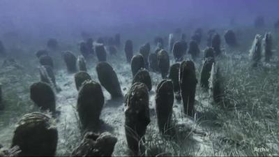 Griechenland: Die Rettung der Riesenmuscheln Griechenland: Die Rettung der Riesenmuscheln