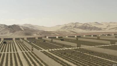 Heidelbeerboom in Perus Wüste