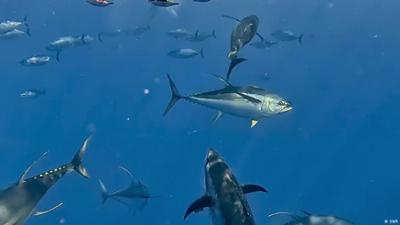 Hochseeschutz-Abkommen: Neue Regeln für die Ozeane