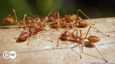 Invasion: Die Rote Feuerameise bedroht Europa