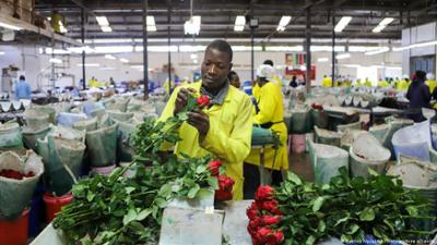 Iran-Krieg: Ein Problem für Kenias Blumenexporteure