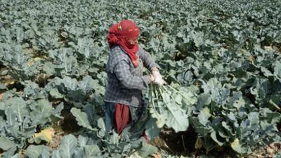 Iran-Krieg löst Düngemittelkrise in Indien aus