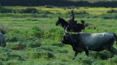 Italien: Die Cowboys der Maremma