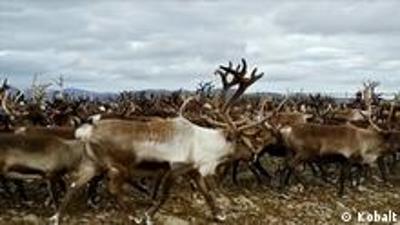Jagd am Polarkreis - Die Samen gegen den schwedischen Staat