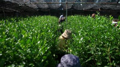 Japan: Matcha Madness