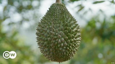 Malaysia: Big Business mit der "Kotzfrucht"