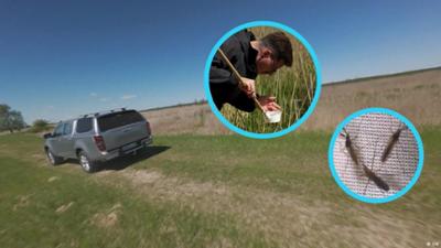 Mückenjagd im Moor: Wie sich Krankheiten ausbreiten könnten