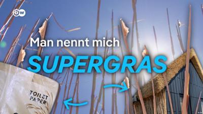 Nachwachsende Rohstoffe: Supergras Miscanthus × giganteus