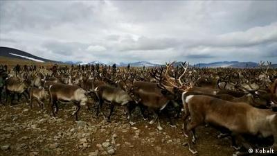 Nahaufnahme: Jagd am Polarkreis - Die Samen gegen den schwedischen Staat