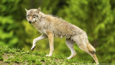 Österreich: Leben mit dem Wolf