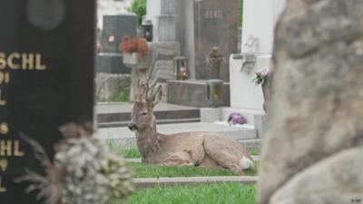 Österreich: Wildes Leben auf dem Friedhof