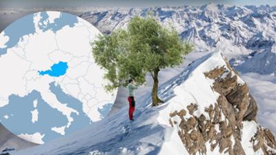 Olivenanbau in den Alpen?