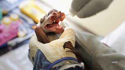 One Health: Forschung in Afrika gegen neue Pandemien