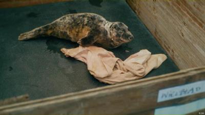 Polens Robbenbaby-Retter im Einsatz 