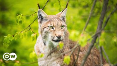 Portugal: Rettung des iberischen Luchses